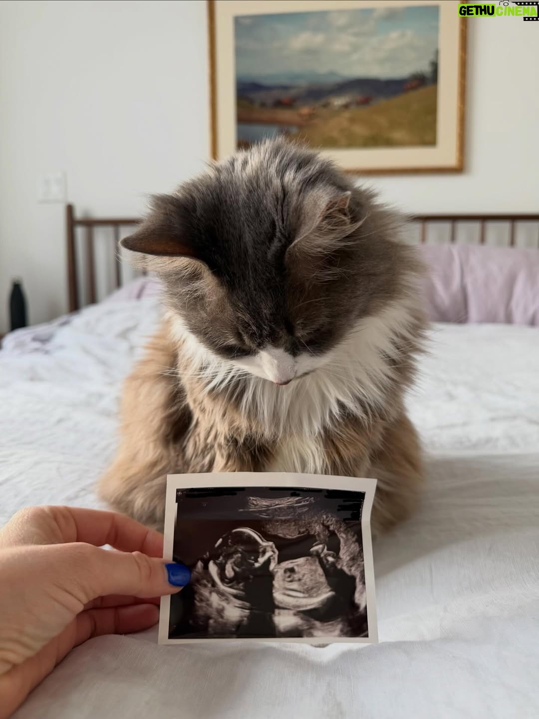 Isabella Boylston - 122.4K Likes - I haven’t been posting much lately because I’ve been busy cooking 🥰 
A summer baby is on the way!
