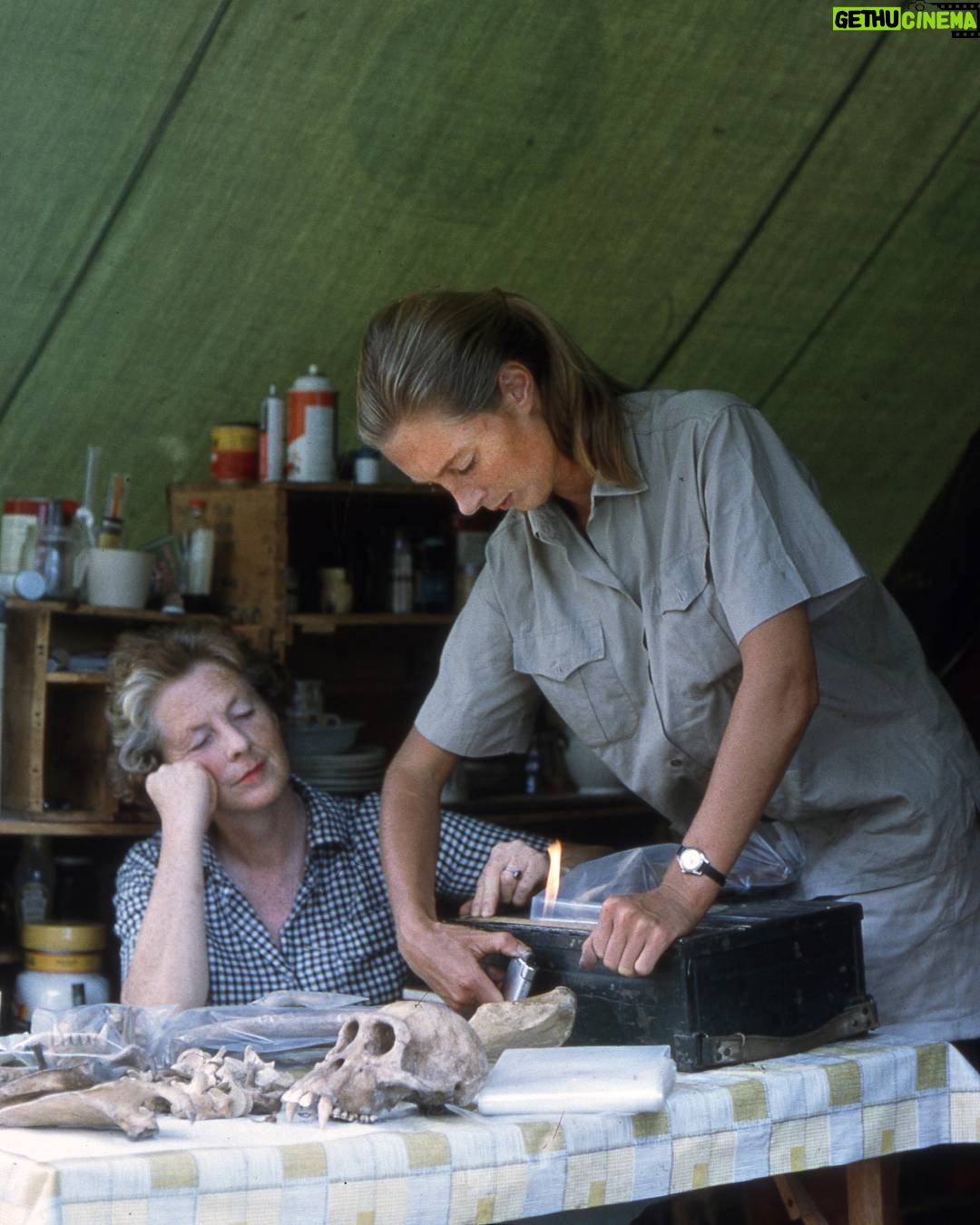 Jane Goodall - 44K Likes - "The best advice I ever received was from my mother. She said: 'If you really want something, you have to work hard, take advantage of every opportunity, and never give up.'" - Dr. Jane Goodall, DBE

When young Jane dreamed of going to Africa to study animals, so many people told her it was impossible, dismissing her as, in Jane's words, "just a girl." But not her mother, Vanne. Jane often credited her mother's endless support as the reason she pursued her passion.

Jane went on to change science with her observations that chimpanzees make and use tools. At the time, it wasn't just remarkable for a woman to be in the field, studying wild animals as they lived — this practice of patient observation was virtually unheard of until Jane blazed the trail.

Today, countless scientists and conservationists credit Jane for inspiring their work, including so many women who saw themselves in Jane. Any time someone approached Jane to thank her for paving the way, she would recall her mother's words and reflect on how they went on to touch so many lives. As we celebrate #InternationalWomensDay today, let's honor Jane, and Vanne, by remembering their strength, resilience, and imperative to never give up.

📷: the Jane Goodall Institute, Hugo van Lawick

#IWD #IWD2026