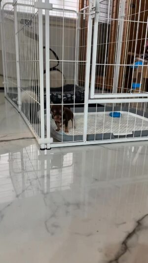 Katrina Halili Instagram - Paano kung matapakan ka nathalie.🐶🥹 bat kasya sa dun,🤔
