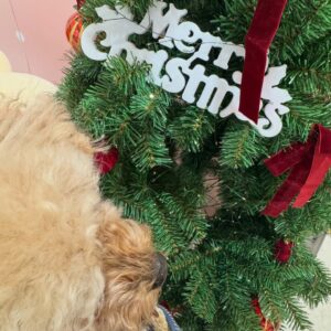Lee Sang-hwa Instagram - 멜히멜히 크리스마스🎄🎁🎅🏼✨💚
따뜻하고 행복가득한 연말보내자!
Merry Christmas! Happy Holidays‼️💚