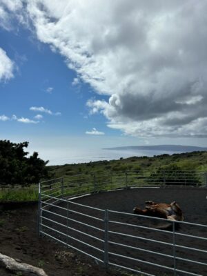 Linzy Luu Instagram - glimpses of a week spent at the most magical place on earth @triplelranchmaui @spirithorsecollective 🥹🤎 @wrangler
