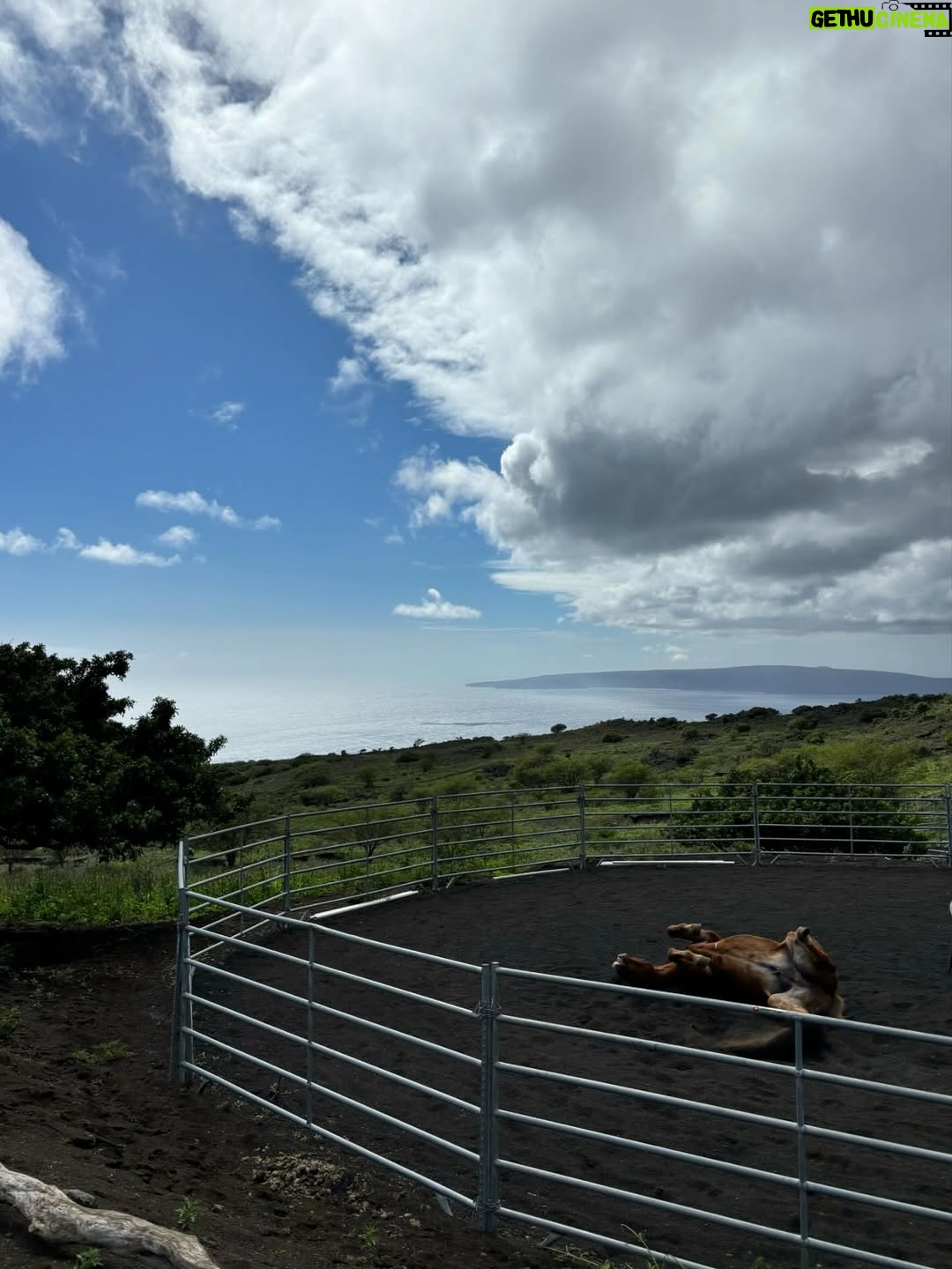 Linzy Luu - 3 Likes - glimpses of a week spent at the most magical place on earth @triplelranchmaui @spirithorsecollective 🥹🤎 @wrangler