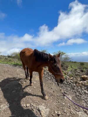 Linzy Luu Instagram - glimpses of a week spent at the most magical place on earth @triplelranchmaui @spirithorsecollective 🥹🤎 @wrangler