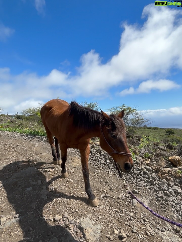 Linzy Luu - 3 Likes - glimpses of a week spent at the most magical place on earth @triplelranchmaui @spirithorsecollective 🥹🤎 @wrangler