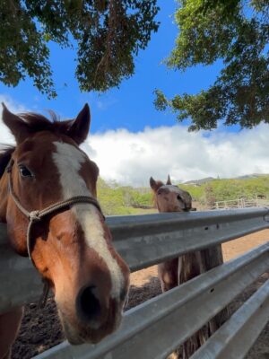 Linzy Luu Instagram - glimpses of a week spent at the most magical place on earth @triplelranchmaui @spirithorsecollective 🥹🤎 @wrangler