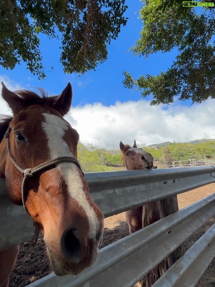 Linzy Luu - 3 Likes - glimpses of a week spent at the most magical place on earth @triplelranchmaui @spirithorsecollective 🥹🤎 @wrangler