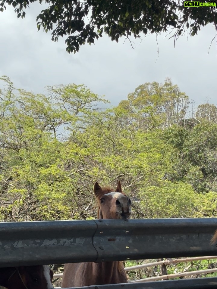 Linzy Luu - 3 Likes - glimpses of a week spent at the most magical place on earth @triplelranchmaui @spirithorsecollective 🥹🤎 @wrangler