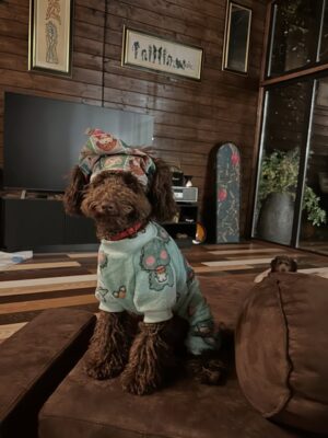 Lukerya Ilyashenko Instagram - У Кабачка Мочалкина сегодня первый день рождения! Годик один! Целый! Я сегодня, когда мы ехали с ним в машине, ни с того, ни с сего - разрыдалась. Кто бы мог подумать, что можно так сильно, всем сердцем полюбить эти пыльные 6 килограмм кудрей. Этот безработный приживала абсолютно меня поработил. Если бы мне кто-то год назад сказал, что ради этой нечесаной псины я в свой отсыпной, после ночной смены, первым делом, не поев и всякое такое, попрусь с ним на трехчасовую прогулку (корзиночке надо много бегать, потому что псын - пудель, а им нагрузка нужна и физическая, и интеллектуальная) - я бы рассмеялась этому человеку в лицо. А теперь, вот - я собачий придаток. У меня отныне даже отдельного актерского вагончика нету, есть один на двоих с Бабасей. Бабася там в вагончике восседает, а я между сценами забегаю погладить, покормить, развеселить и выгулять. Короче, он больше времени проводит в вагончике, чем я. Значит вагончик - его. По этой логике выходит, что и квартира его… и машина. И дача. И личный водитель. Я - то бишь. Его навсегда. Пускай наше рабовладельческое «навсегда» продлится как можно дольше! 
Поэтому сегодня, в качестве подарка Бабасе на день рождения - мы идем к ветеринару! #кабачокмочалкин #кабась #карабасьбарабась #бачанский #бабася