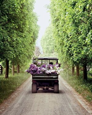 Martha Stewart Instagram - Martha has always been a passionate gardener, but nowhere is her expertise and hard work more apparent than in her own personal gardens. "Over the years, I have created and cared for at least six major gardens. I now have two: A 100-acre wood-land garden in Maine, which requires grooming, pruning, and a modicum of intense care. We focus on the cutting garden there, so I can always have beautiful blooms inside the house. In Bedford, I have 156 acres where I grow just about everything—flowers, fruits, vegetables, hay, orchids, tropical plants, woodland trees, and more. The workload is intense, but because we care for the soil, practice organic methods, and grow native plants, it thrives." Read the game-changing gardening tips seasoned gardeners wish they knew sooner at the link in our bio. 📷: @thomasloof (1), @gab (2), @clairetakacs (3), @johndolanphotog (4 & 8), @bryangardnerphotography (5), @minh_ngoc (6), @gramitjoc/courtesy of @marthastewart48 (7)