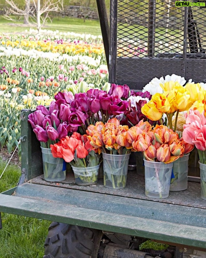 Martha Stewart - 7.6K Likes - Martha has always been a passionate gardener, but nowhere is her expertise and hard work more apparent than in her own personal gardens. "Over the years, I have created and cared for at least six major gardens. I now have two: A 100-acre wood-land garden in Maine, which requires grooming, pruning, and a modicum of intense care. We focus on the cutting garden there, so I can always have beautiful blooms inside the house. In Bedford, I have 156 acres where I grow just about everything—flowers, fruits, vegetables, hay, orchids, tropical plants, woodland trees, and more. The workload is intense, but because we care for the soil, practice organic methods, and grow native plants, it thrives." Read the game-changing gardening tips seasoned gardeners wish they knew sooner at the link in our bio. 📷: @thomasloof (1), @gab (2), @clairetakacs (3), @johndolanphotog (4 & 8), @bryangardnerphotography (5), @minh_ngoc (6), @gramitjoc/courtesy of @marthastewart48 (7)