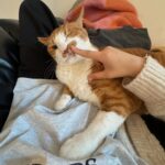 Meenoi