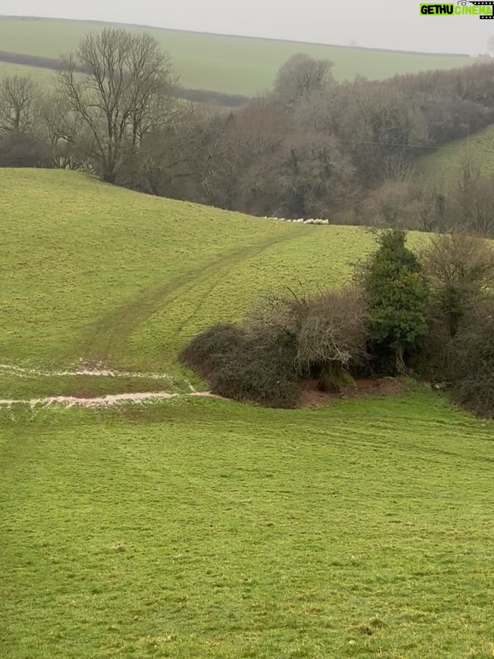 Miranda Hart - 17.6K Likes - The inadvertent sheep herding. Get so worried for the sheeps! 🤣❤️ Note - the dog went on a v short lead for the rest of the time and wasn’t spooking them. They (sadly) were spooked before we arrived. And I had to make some joy out of it.
