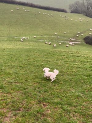 Miranda Hart Instagram - The inadvertent sheep herding. Get so worried for the sheeps! 🤣❤️ Note - the dog went on a v short lead for the rest of the time and wasn’t spooking them. They (sadly) were spooked before we arrived. And I had to make some joy out of it.
