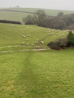 Miranda Hart Instagram - The inadvertent sheep herding. Get so worried for the sheeps! 🤣❤️ Note - the dog went on a v short lead for the rest of the time and wasn’t spooking them. They (sadly) were spooked before we arrived. And I had to make some joy out of it.