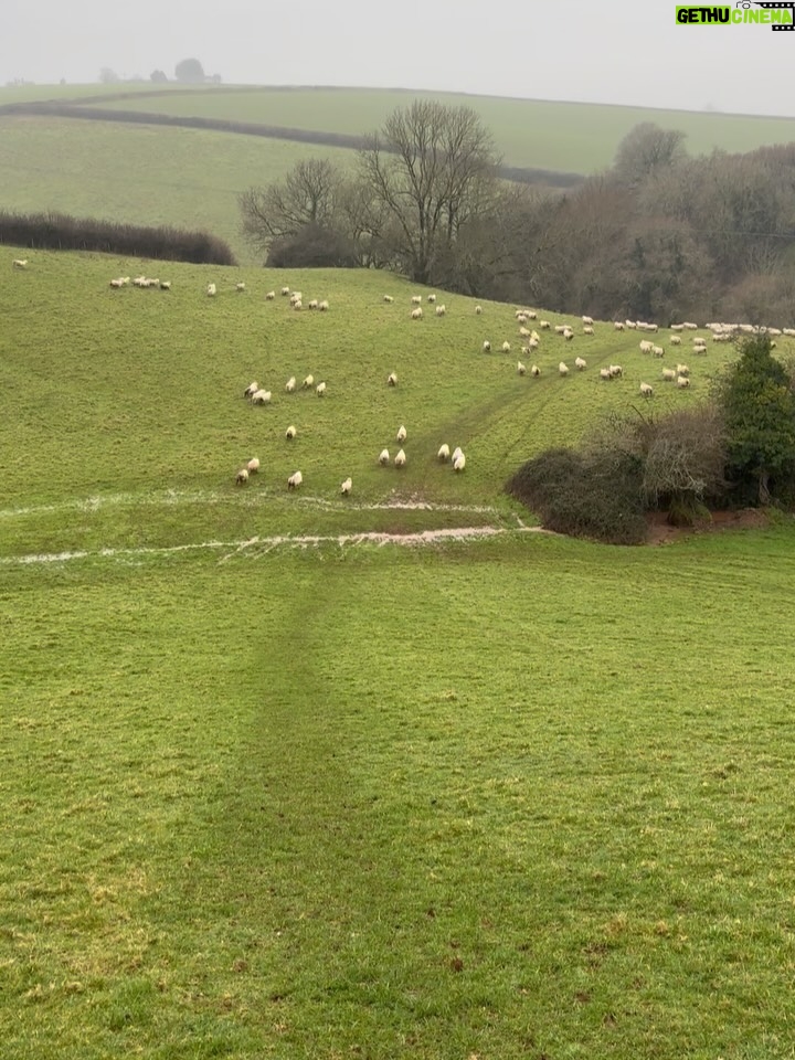 Miranda Hart - 17.6K Likes - The inadvertent sheep herding. Get so worried for the sheeps! 🤣❤️ Note - the dog went on a v short lead for the rest of the time and wasn’t spooking them. They (sadly) were spooked before we arrived. And I had to make some joy out of it.