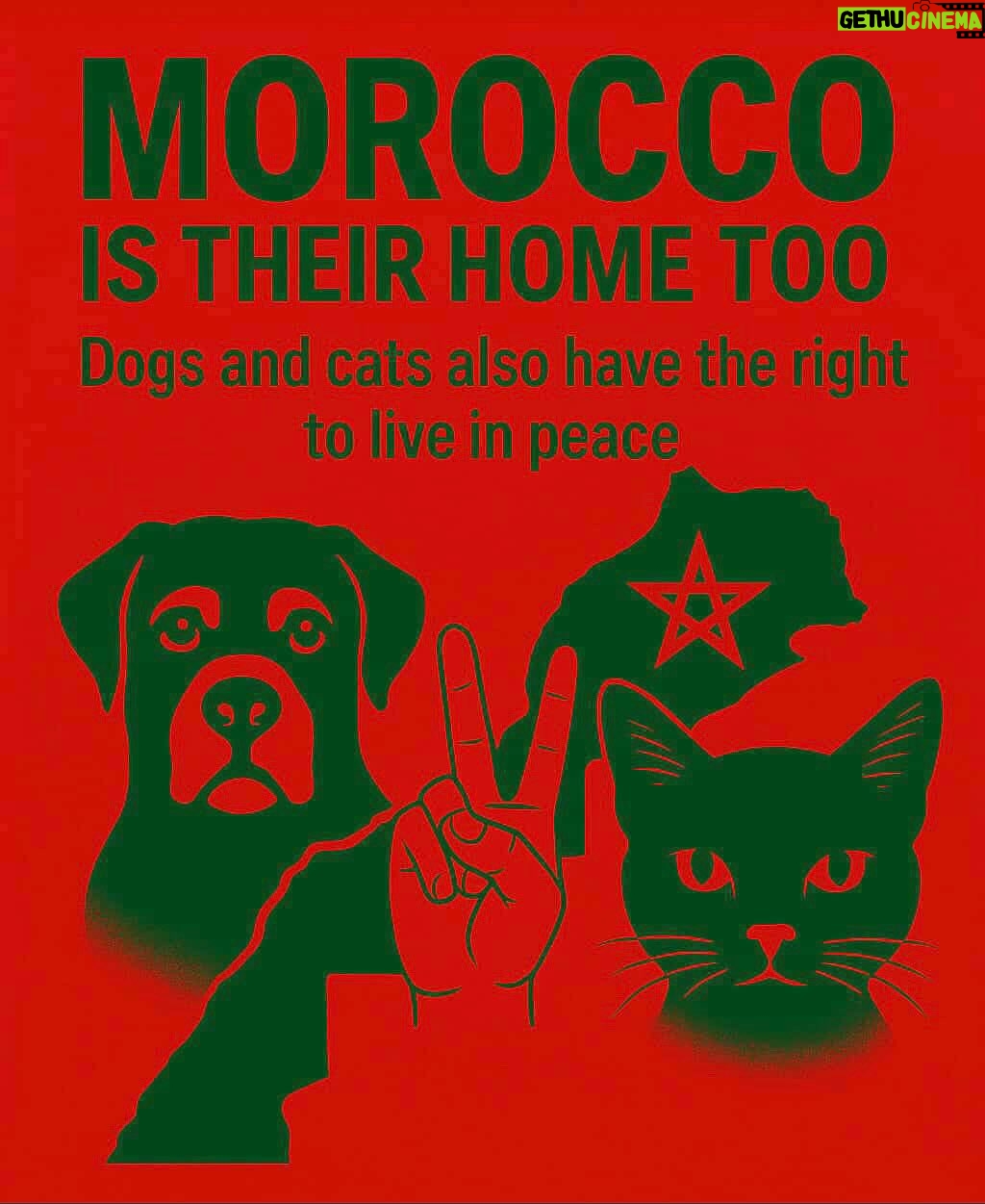 Ouidad Elma - 11.4K Likes - 🇲🇦❤️They need us and we need them 
🐈‍⬛🐶🐈🐕🐾🐶🐕‍🦺🐩🐾
ص