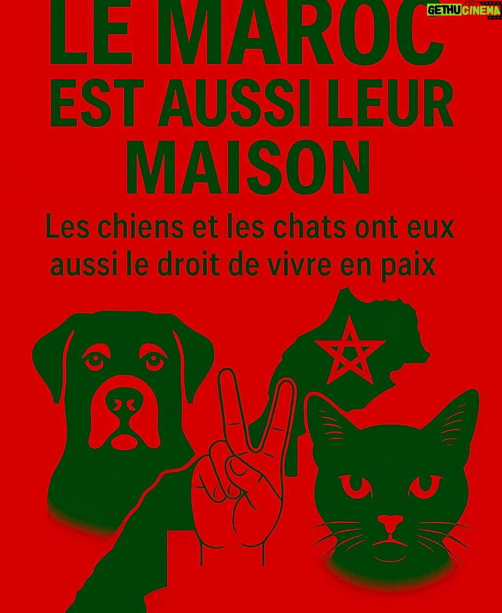 Ouidad Elma - 11.4K Likes - 🇲🇦❤️They need us and we need them 
🐈‍⬛🐶🐈🐕🐾🐶🐕‍🦺🐩🐾
ص