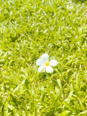 Pailin Rattanasangsatian Instagram - Love yourself enough to build a future you’re proud to live in 🌿
Discipline your habits, nourish your soul, stay in your lane—and protect your energy ✨ 

#HWAHWALEECHAN #HHYSS #HappyYourSelf
