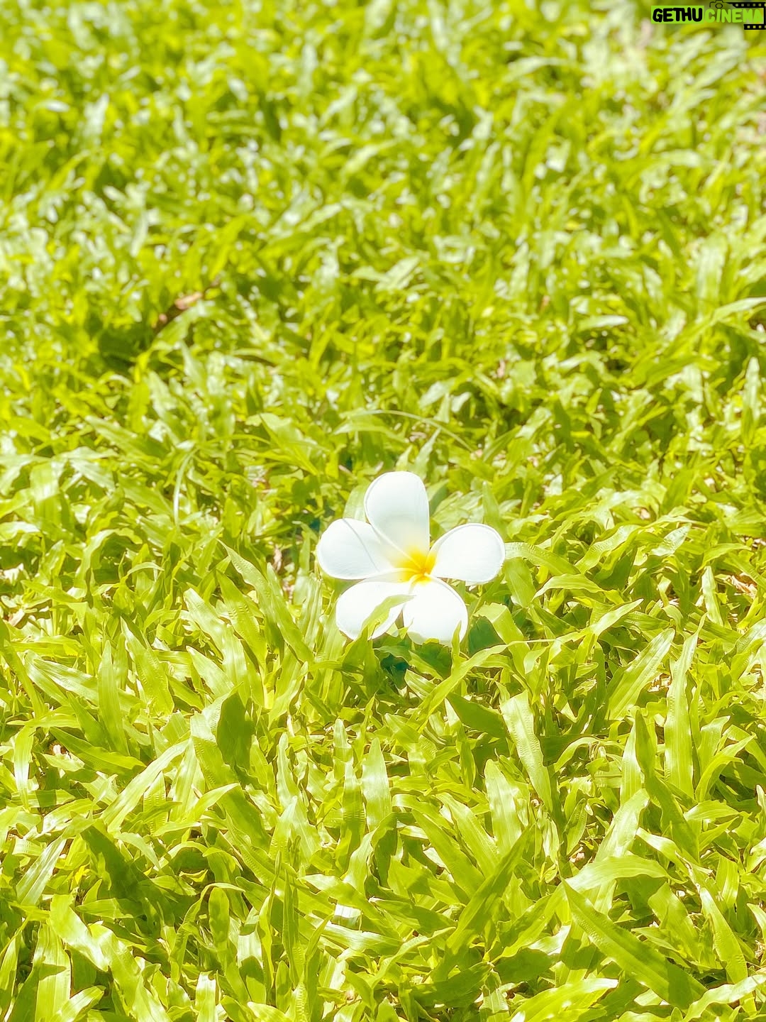 Pailin Rattanasangsatian - 400 Likes - Love yourself enough to build a future you’re proud to live in 🌿
Discipline your habits, nourish your soul, stay in your lane—and protect your energy ✨ 

#HWAHWALEECHAN #HHYSS #HappyYourSelf