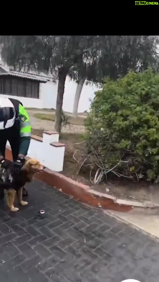 Rebeca Escribens - 5.7K Likes - Hoy recibí tremenda sorpresa, la visita de mi Gringo. 
Y es que no hay mejor alimento, el más completo para el alma, que ayudar a los más indefensos, aquellos que no tienen voz . 
Gracias @americahoytv