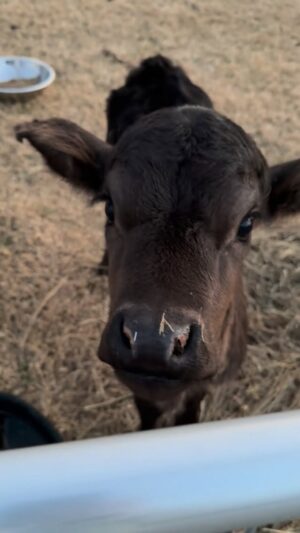 Ree Drummond Instagram - What happens when a baby calf gets the zoomies.