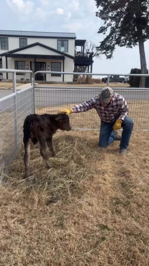 Ree Drummond Instagram - Bessie-Lou update. She sleeps in the barn and Ladd built her a pen that I can see from my office so she can enjoy the sunshine during the day. She thinks she’s a puppy, and she thinks the driveway is a lake.