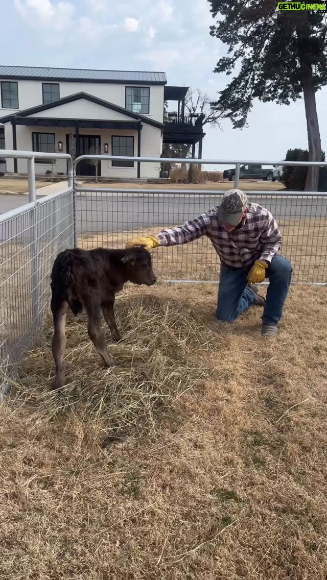 Ree Drummond - 63.8K Likes - Bessie-Lou update. She sleeps in the barn and Ladd built her a pen that I can see from my office so she can enjoy the sunshine during the day. She thinks she’s a puppy, and she thinks the driveway is a lake.
