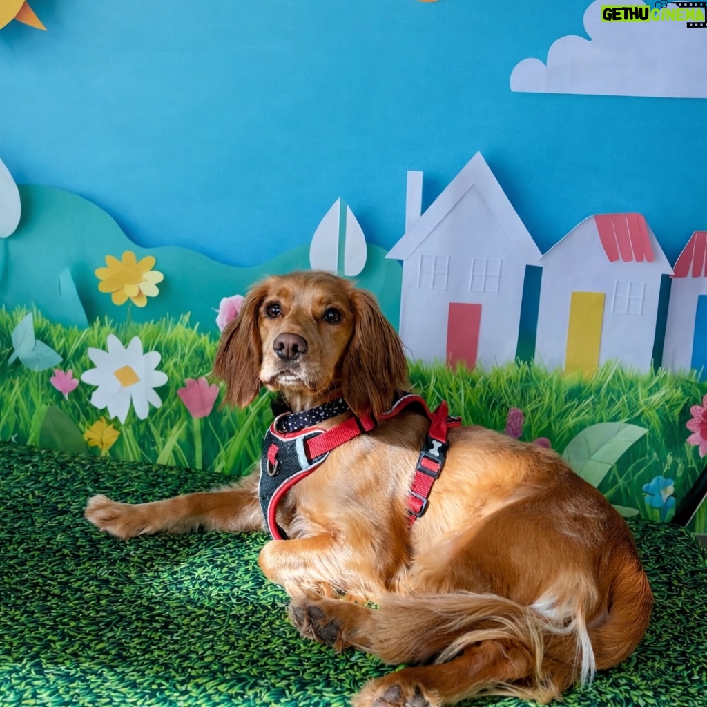 Rhian Sugden - 1.6K Likes - The Bark Yard days are the best days 🐾

I have the best job ♥️🥰

@thebarkyard.co.uk 

#StockportDogs #dogdaycare #bossbitches