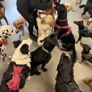 Rhian Sugden Instagram - The Bark Yard days are the best days 🐾

I have the best job ♥️🥰

@thebarkyard.co.uk 

#StockportDogs #dogdaycare #bossbitches