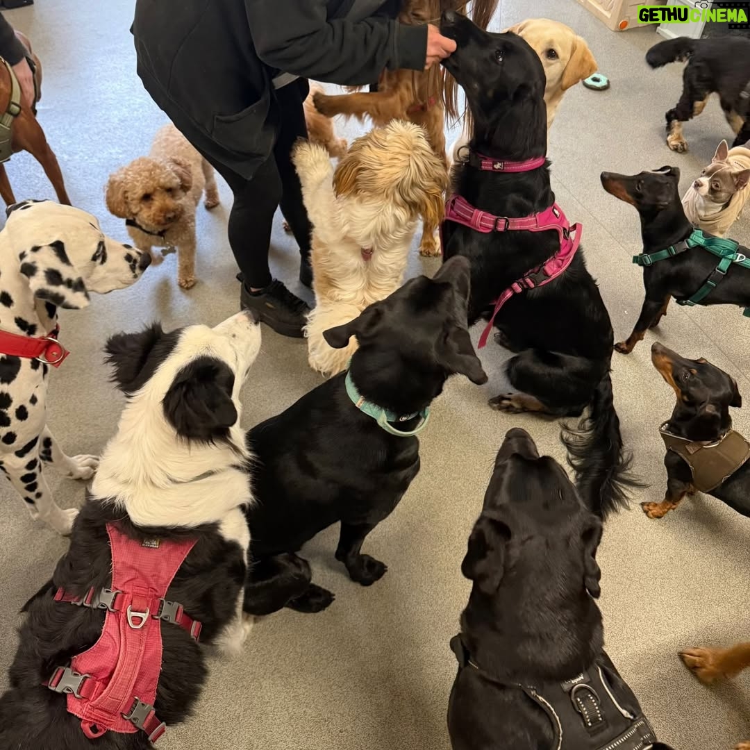 Rhian Sugden - 1.6K Likes - The Bark Yard days are the best days 🐾

I have the best job ♥️🥰

@thebarkyard.co.uk 

#StockportDogs #dogdaycare #bossbitches
