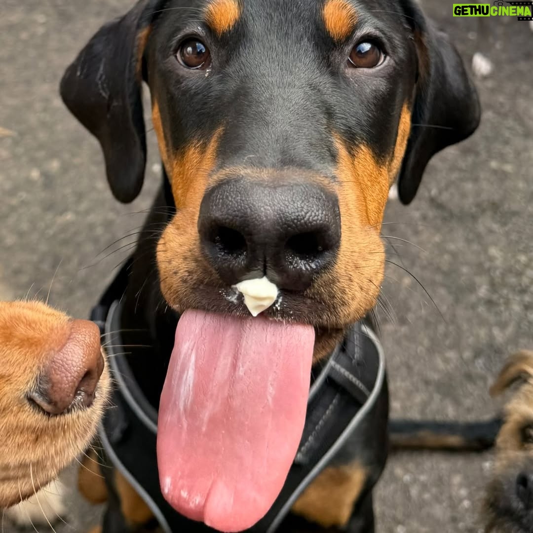 Rhian Sugden - 1.6K Likes - The Bark Yard days are the best days 🐾

I have the best job ♥️🥰

@thebarkyard.co.uk 

#StockportDogs #dogdaycare #bossbitches