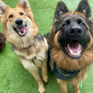 Rhian Sugden Instagram - The Bark Yard days are the best days 🐾

I have the best job ♥️🥰

@thebarkyard.co.uk 

#StockportDogs #dogdaycare #bossbitches