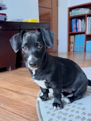 Rossana Fernández-Maldonado Instagram - Llegó Panchita a nuestra familia 🐾✨
Dulce, tierna, traviesa… y con casi 3 meses ya se adueñó de nuestros corazones 💛

Hace dos años se fue Bruno 🤍
Nuestro compañero fiel, también adoptado, que dejó una huella enorme en casa.
Hoy, con el corazón listo otra vez, abrimos la puerta a Panchita… también elegida desde el amor.

Porque lo creemos de verdad:
un amigo no se compra, se adopta.

Hay muchísimos perritos y gatitos esperando una oportunidad, una familia que los cuide y los quiera. Tener una mascota no es solo ilusión… es responsabilidad, compromiso y presencia diaria.

Si estás listo para dar tiempo, paciencia y amor, da el paso.
Adoptar transforma su vida… y la tuya también ✨

Gracias @adoptaproject.pe ❤️

#AdoptaNoCompres #AmorQueSeElige #Panchita