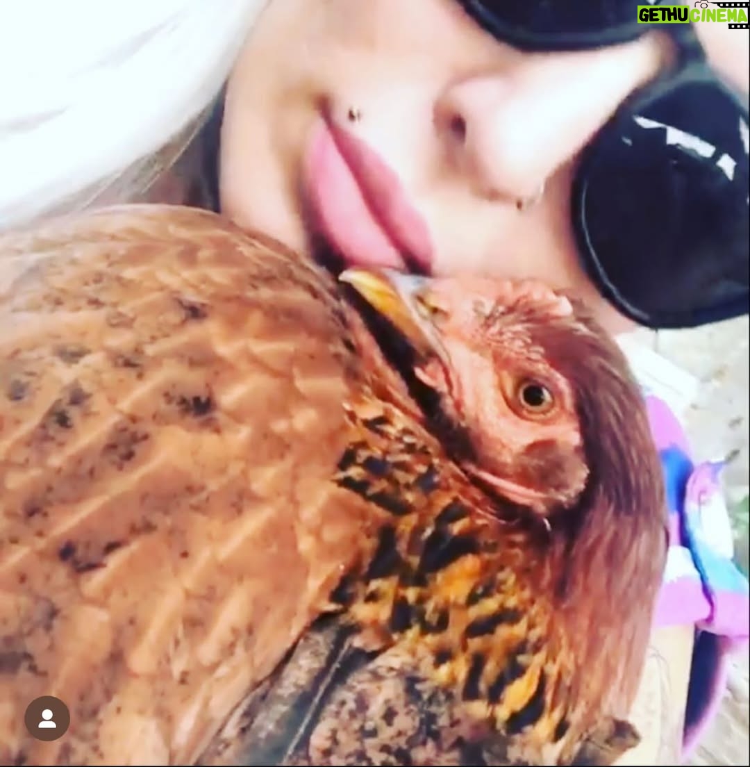 Sabrina Boing Boing - 375 Likes - #trend #2016 2016🔁2026 

Um ano bem intenso , como a maioria !  Resumo :
- Dj , convenções de tatuagem , muitas tatuagens , muitas gravações de #tv  destaque para @pgmsilviosantos 
Participei do filme #contratovitalicio @portadosfundos 
Participei do “reality” humor #oranchinho @redetv fui a grande vencedora levei 1 milhão 🌽 , amei muito vários animais entre eles a galinha “Cocó” que foi a minha companheira de gravação .
Viajei muitoooo , lembro de decepções e superações 🙌🏻
Ano do filme Esqtadrao Suicid@ eu cosplay da Arlequina e viciada em @gameofthrones  got amava a Daenerys (ainda amo) ! 

Acho que é isso !  Só decidi que vou mudar o visual 🤩