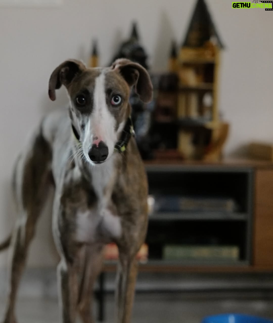 Sara Sálamo - 112.5K Likes - Hubo una etapa de nuestra vida en la que éramos diez en casa.
Cinco perros, cinco humanos, ruido, pelos y felicidad.

Coco se fue hace unos años. Miel hace unos meses.
Y quien ha querido a un animal sabe que no “es un perro”. Es familia. Y cuando se van, dejan un silencio ensordecedor.

Hace unas semanas sentimos que teníamos espacio y amor que dar en nuestra casa y fuimos a dos refugios. Solo con la idea primero de mirar a los ojos y ver qué pasaba.

Y pasó.

Valle, una galga loca, elegante y con esa mezcla de nobleza y locura que tienen los galgos rescatados, nos robó el corazón. Y aunque es una destrozona en casa, nunca imaginamos que podría ser tan divertida. Gracias @siemprefielprotectora por traerla a nuestra vida.

Y luego apareció Gupi, pequeña, mestiza, con cara de zorrito y una energía que nos enamoró desde la primera vez que la vimos en @uprodea_doshermanas . Sobre todo, los más pequeños de la casa. Un flechazo de esos que dicen.

Ahora son cinco otra vez:
Drama, Terra, Doggie… y las nuevas, Valle y Gupi.

No hemos comprado. Hemos adoptado.
Porque hay miles de perros esperando en refugios, invisibles, maravillosos, llenos de amor listo para dar.
Porque cada adopción libera espacio para otro y porque sentimos que no debería haber otra forma de hacer las cosas después de ver a decenas de ellos esperando con esos ojitos el tener una familia donde tener una vida bonita.

Si estás pensando en sumar un miembro a tu familia, mira primero a los que esperan detrás de una jaula.

Adoptar no es un gesto bonito. Es una decisión responsable.
Y cambia dos vidas: la suya… y la tuya. 🥹🫶🏼

#AdoptaNoCompres #AdopciónResponsable