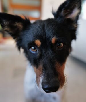 Sara Sálamo Instagram - Hubo una etapa de nuestra vida en la que éramos diez en casa.
Cinco perros, cinco humanos, ruido, pelos y felicidad.
Coco se fue hace unos años. Miel hace unos meses.
Y quien ha querido a un animal sabe que no “es un perro”. Es familia. Y cuando se van, dejan un silencio ensordecedor.
Hace unas semanas sentimos que teníamos espacio y amor que dar en nuestra casa y fuimos a dos refugios. Solo con la idea primero de mirar a los ojos y ver qué pasaba.
Y pasó.
Valle, una galga loca, elegante y con esa mezcla de nobleza y locura que tienen los galgos rescatados, nos robó el corazón. Y aunque es una destrozona en casa, nunca imaginamos que podría ser tan divertida. Gracias @siemprefielprotectora por traerla a nuestra vida.
Y luego apareció Gupi, pequeña, mestiza, con cara de zorrito y una energía que nos enamoró desde la primera vez que la vimos en @uprodea_doshermanas . Sobre todo, los más pequeños de la casa. Un flechazo de esos que dicen.
Ahora son cinco otra vez:
Drama, Terra, Doggie… y las nuevas, Valle y Gupi.
No hemos comprado. Hemos adoptado.
Porque hay miles de perros esperando en refugios, invisibles, maravillosos, llenos de amor listo para dar.
Porque cada adopción libera espacio para otro y porque sentimos que no debería haber otra forma de hacer las cosas después de ver a decenas de ellos esperando con esos ojitos el tener una familia donde tener una vida bonita.
Si estás pensando en sumar un miembro a tu familia, mira primero a los que esperan detrás de una jaula.
Adoptar no es un gesto bonito. Es una decisión responsable.
Y cambia dos vidas: la suya… y la tuya. 🥹🫶🏼
#AdoptaNoCompres #AdopciónResponsable