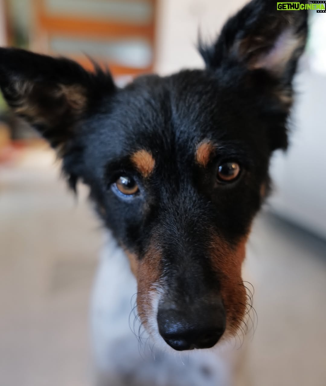 Sara Sálamo - 112.5K Likes - Hubo una etapa de nuestra vida en la que éramos diez en casa.
Cinco perros, cinco humanos, ruido, pelos y felicidad.

Coco se fue hace unos años. Miel hace unos meses.
Y quien ha querido a un animal sabe que no “es un perro”. Es familia. Y cuando se van, dejan un silencio ensordecedor.

Hace unas semanas sentimos que teníamos espacio y amor que dar en nuestra casa y fuimos a dos refugios. Solo con la idea primero de mirar a los ojos y ver qué pasaba.

Y pasó.

Valle, una galga loca, elegante y con esa mezcla de nobleza y locura que tienen los galgos rescatados, nos robó el corazón. Y aunque es una destrozona en casa, nunca imaginamos que podría ser tan divertida. Gracias @siemprefielprotectora por traerla a nuestra vida.

Y luego apareció Gupi, pequeña, mestiza, con cara de zorrito y una energía que nos enamoró desde la primera vez que la vimos en @uprodea_doshermanas . Sobre todo, los más pequeños de la casa. Un flechazo de esos que dicen.

Ahora son cinco otra vez:
Drama, Terra, Doggie… y las nuevas, Valle y Gupi.

No hemos comprado. Hemos adoptado.
Porque hay miles de perros esperando en refugios, invisibles, maravillosos, llenos de amor listo para dar.
Porque cada adopción libera espacio para otro y porque sentimos que no debería haber otra forma de hacer las cosas después de ver a decenas de ellos esperando con esos ojitos el tener una familia donde tener una vida bonita.

Si estás pensando en sumar un miembro a tu familia, mira primero a los que esperan detrás de una jaula.

Adoptar no es un gesto bonito. Es una decisión responsable.
Y cambia dos vidas: la suya… y la tuya. 🥹🫶🏼

#AdoptaNoCompres #AdopciónResponsable