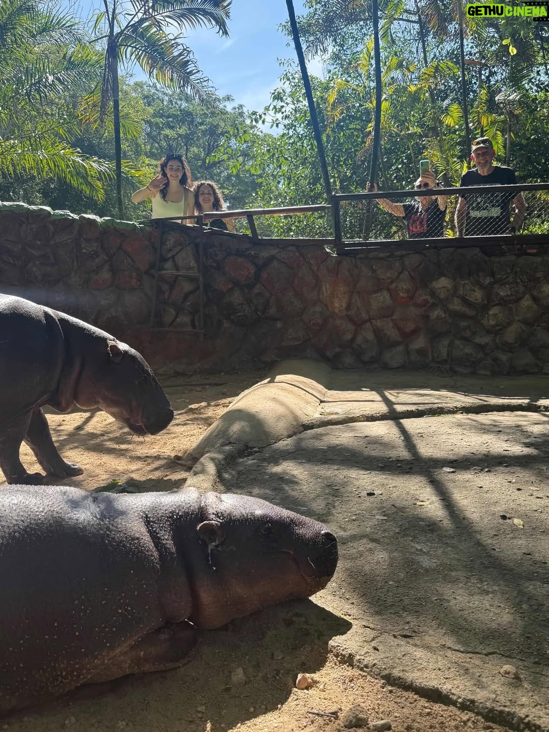 Sarah Gilman - 3.7K Likes - 🦛❤️ #hippo #moodeng
