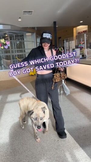 Saraya Bevis Instagram - Handsome Maine has been saved! Just hours before his euthanasia deadline at North Central L. A. Shelter — this sweet boy found his hero—swooped up by the amazing @saraya . Another incredible example of someone stepping up to MAKE A DIFFERENCE for shelter dogs in our city.

It only takes one person to take action and make a difference for a dog in need—a dog unfairly facing euthanasia. Imagine if more people stepped up?

Please consider doing the same. Message me @smilingbrinks if you ever have a question or thought about how you can help. There are so many ways to make a difference. And it’s so rewarding to make that difference...

Thank you everyone for your countless shares. @Saraya saw a shared story about Maine that caught her eye and motivated her to take action. You never know when your share may make a difference. 

Lets save some dogs... !

LAAS shelter pages: featuring so many deserving dogs…

@friendsofnorthcentralshelter 
@laurgentdogs 
@pawpals_southlashelter 
@westlasheltervolunteers 
@westvalley_shelter 
@friendsofeastvalley 
@eastvalleyshelterdogs 
@arfharborshelter 
@hope4harbordogs