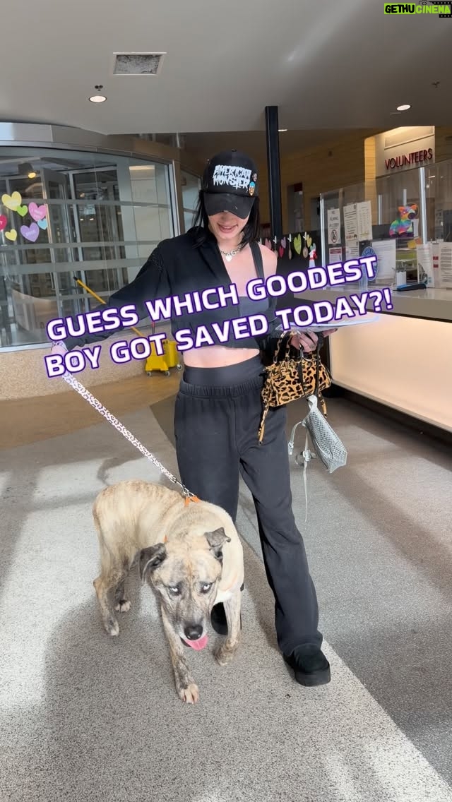 Saraya Bevis - 13.6K Likes - Handsome Maine has been saved! Just hours before his euthanasia deadline at North Central L. A. Shelter — this sweet boy found his hero—swooped up by the amazing @saraya . Another incredible example of someone stepping up to MAKE A DIFFERENCE for shelter dogs in our city.

It only takes one person to take action and make a difference for a dog in need—a dog unfairly facing euthanasia. Imagine if more people stepped up?

Please consider doing the same. Message me @smilingbrinks if you ever have a question or thought about how you can help. There are so many ways to make a difference. And it’s so rewarding to make that difference...

Thank you everyone for your countless shares. @Saraya saw a shared story about Maine that caught her eye and motivated her to take action. You never know when your share may make a difference. 

Lets save some dogs... !

LAAS shelter pages: featuring so many deserving dogs…

@friendsofnorthcentralshelter 
@laurgentdogs 
@pawpals_southlashelter 
@westlasheltervolunteers 
@westvalley_shelter 
@friendsofeastvalley 
@eastvalleyshelterdogs 
@arfharborshelter 
@hope4harbordogs