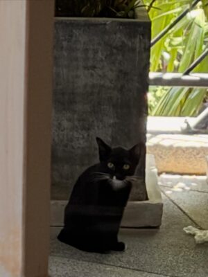 Sonia Rathee Instagram - I called her midnight 🐈‍⬛🌖