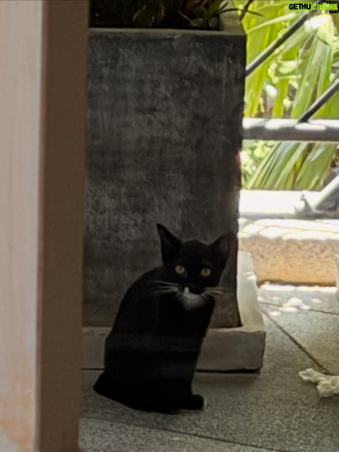 Sonia Rathee - 13.2K Likes - I called her midnight 🐈‍⬛🌖
