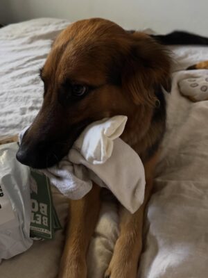 Sophie Nélisse Instagram - For shits and giggles