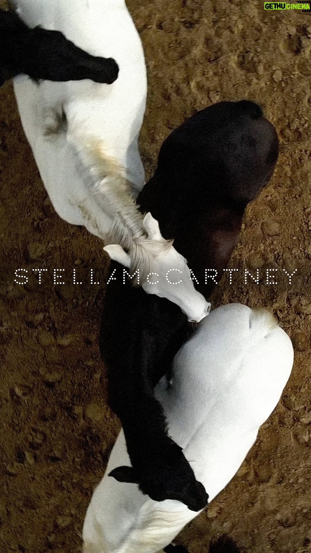 Stella McCartney - 8.7K Likes - Stella McCartney Winter 2026

Crafted from 93% sustainable, 100% #crueltyfree materials.

Credits
Casting: Julia Lange Casting @JuliaLangeCasting
Makeup: Pat McGrath Labs @PatMcGrathReal
Hair: Eugene Souleiman @EugeneSouleiman for @KevinMurphyHair
Skin: @WeledaUK
Nails: Kure Bazaar @KureBazaar
Production: Studio Boum @StudioBoum
Musical Director: Pablo Clements
Special thanks to @MyLittlePony 

#StellaMcCartney #StellaWinter26
 
 
#StellaMcCartney #StellaWinter26