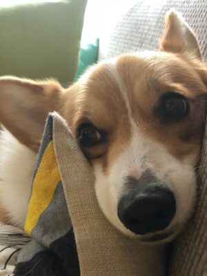 Steph Catley Instagram - Rest in peace my Benny boy. You were the light of our lives and our rock through everything. Our family won’t be the same without you but you’re in a better place now where your little pegs work perfectly and you can chase ballies endlessly. You were our perfect gentleman and we will love you forever just as you loved us 🤍