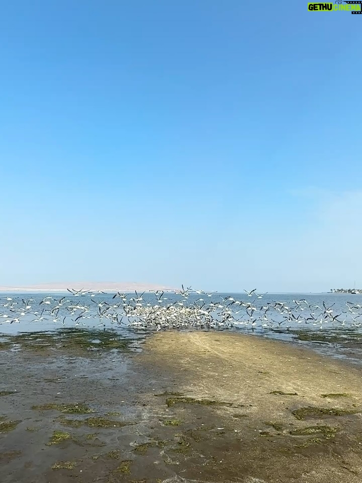Stephanie Cayo - 76.4K Likes - Paracas parte 1 🌞