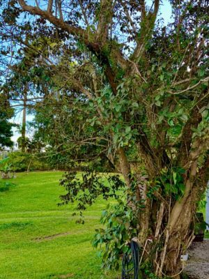 Suzette Bacó Instagram - Martes Local de Suzette 🇵🇷

Cayey… una vista hermosa, llena de verde, fresco, buena comida, maravillosa compañía, y excelente servicio. Sus dueñas un amor. 🥰

ROSAMARIA INTERNATIONAL CUISINE en Cayey 🇵🇷♥️🥰

@rosamariacuisine 
Pasé una tarde extraordinaria. Gracias @amaury_oyola  Mi Puchu, por llevarme. ♥️

#marteslocal🇵🇷 
#apoyalonuestro🇵🇷 
#lodeaquiprimero📍🇵🇷 
#momentosquenoseolvidan