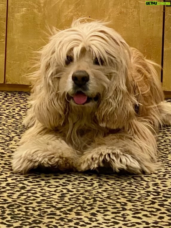 Teri Hatcher - 49.6K Likes - It is with deep sadness that I said goodbye to Pumpkin yesterday. Six years ago when I went looking to adopt a dog, I wanted a senior (because I knew most people would be looking for puppies). So I knew this day would eventually come faster than I’d want it to— but in Pumpkin’s case, it was not before he had the chance to touch so many hearts and comfort so many souls, in ways I could never have anticipated. 

Whether in my personal life or during visits to @childrensla as a dog therapy team to both patients and staff, his rock star looks with his cuddly soft fur and loving demeanor were an endless comfort and a true blessing.

Thank you, Pumpkin, for coming into my life and for all you gave to so many. I knew you always tried to be the best dog even when it was hard for your body… and Pumpkin, you were the best dog. I’m gutted. I did, and would have done, anything and everything to make you well. I’m so sorry there weren’t answers.

Sometimes it’s just like that.

Wishing you love and light as you journey onward.
Bless you, sweet Pumpkin. You truly were the best dog.