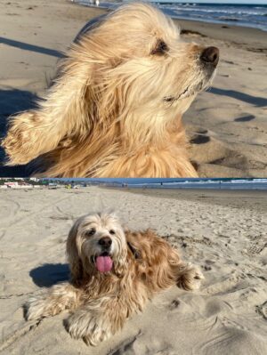 Teri Hatcher Instagram - It is with deep sadness that I said goodbye to Pumpkin yesterday. Six years ago when I went looking to adopt a dog, I wanted a senior (because I knew most people would be looking for puppies). So I knew this day would eventually come faster than I’d want it to— but in Pumpkin’s case, it was not before he had the chance to touch so many hearts and comfort so many souls, in ways I could never have anticipated. 

Whether in my personal life or during visits to @childrensla as a dog therapy team to both patients and staff, his rock star looks with his cuddly soft fur and loving demeanor were an endless comfort and a true blessing.

Thank you, Pumpkin, for coming into my life and for all you gave to so many. I knew you always tried to be the best dog even when it was hard for your body… and Pumpkin, you were the best dog. I’m gutted. I did, and would have done, anything and everything to make you well. I’m so sorry there weren’t answers.

Sometimes it’s just like that.

Wishing you love and light as you journey onward.
Bless you, sweet Pumpkin. You truly were the best dog.