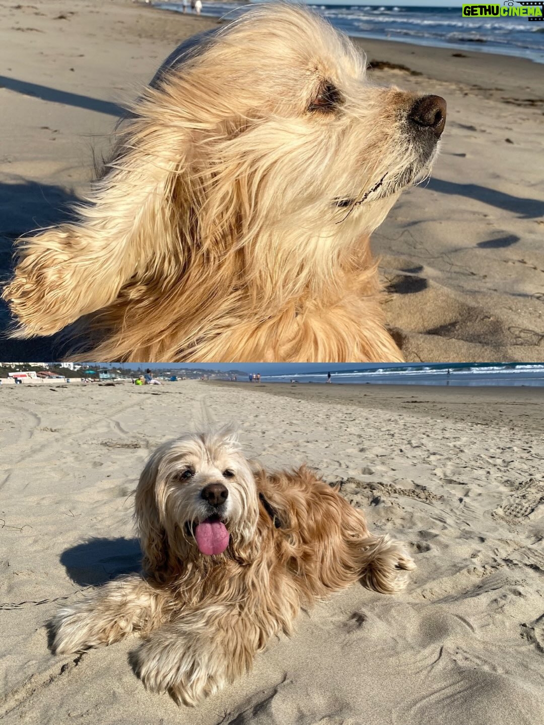 Teri Hatcher - 49.6K Likes - It is with deep sadness that I said goodbye to Pumpkin yesterday. Six years ago when I went looking to adopt a dog, I wanted a senior (because I knew most people would be looking for puppies). So I knew this day would eventually come faster than I’d want it to— but in Pumpkin’s case, it was not before he had the chance to touch so many hearts and comfort so many souls, in ways I could never have anticipated. 

Whether in my personal life or during visits to @childrensla as a dog therapy team to both patients and staff, his rock star looks with his cuddly soft fur and loving demeanor were an endless comfort and a true blessing.

Thank you, Pumpkin, for coming into my life and for all you gave to so many. I knew you always tried to be the best dog even when it was hard for your body… and Pumpkin, you were the best dog. I’m gutted. I did, and would have done, anything and everything to make you well. I’m so sorry there weren’t answers.

Sometimes it’s just like that.

Wishing you love and light as you journey onward.
Bless you, sweet Pumpkin. You truly were the best dog.